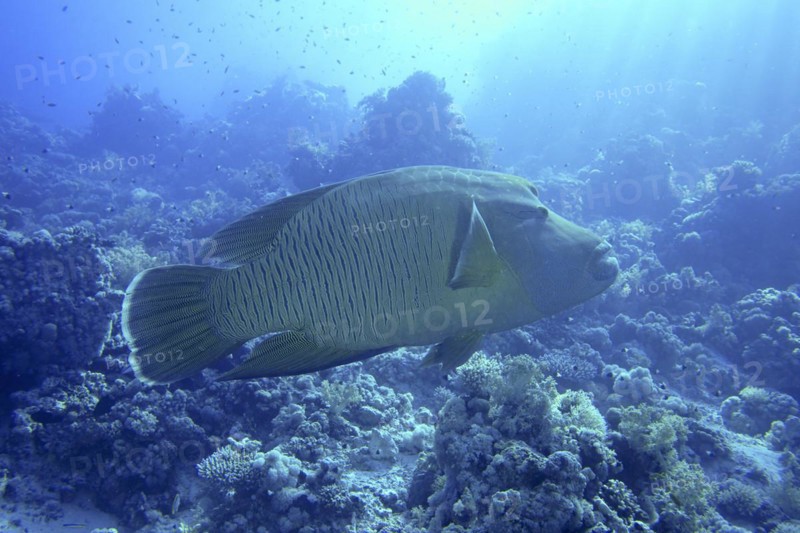 Humphead wrasse