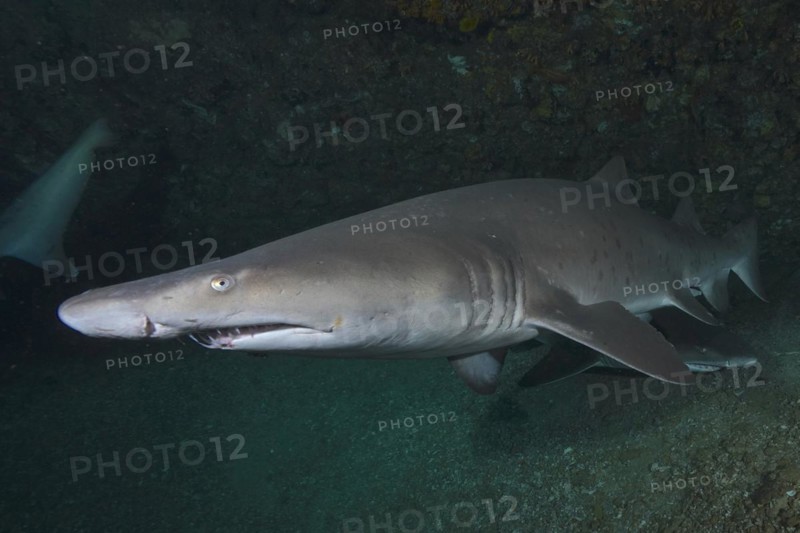 Sand tiger shark