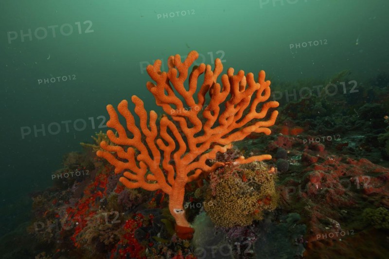 Orange sine sea fan