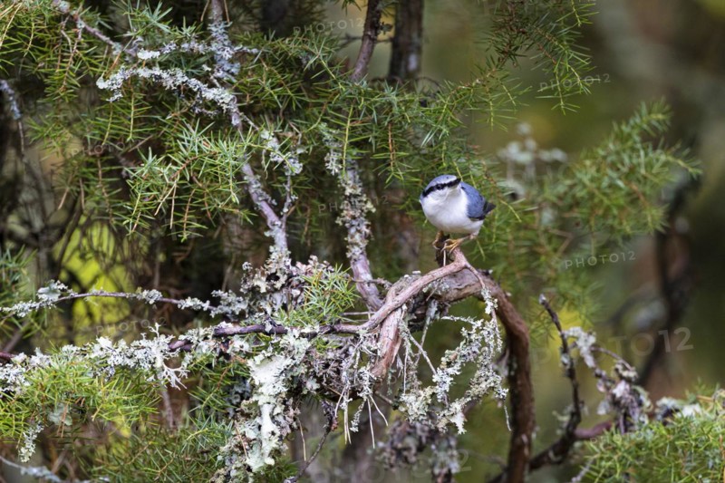 Northern eurasian nuthatch