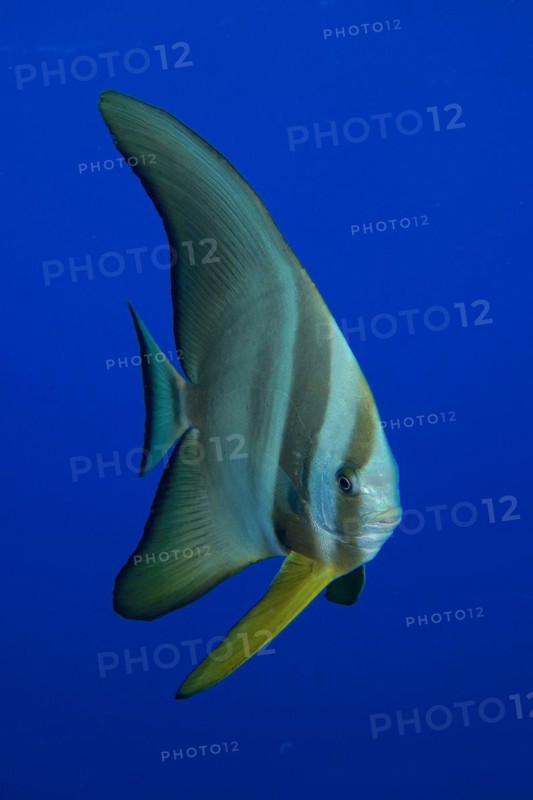 Juvenile roundhead batfish