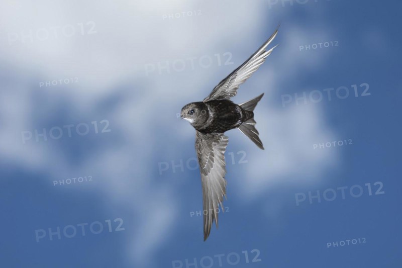 Common swift