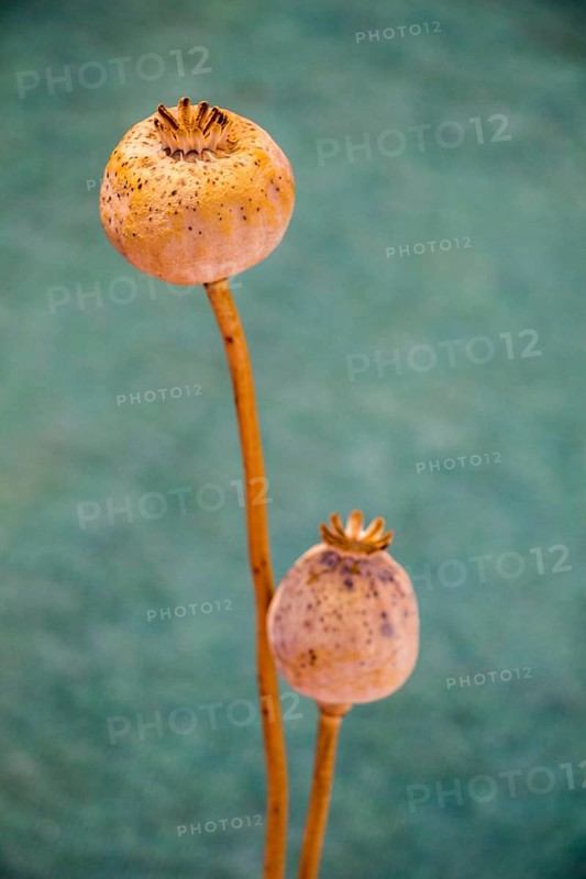 Dried poppy heads seen in view