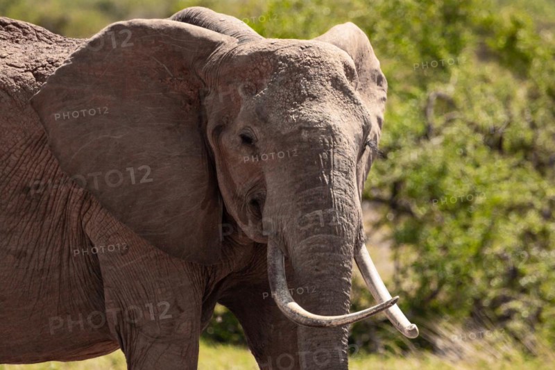 A beautiful large elephant roaming the savannah. Beautifully detailed shot of the elephant in search of food and water. The famous red elephants in the gene of Tsavo West National Park, Kenya, Africa