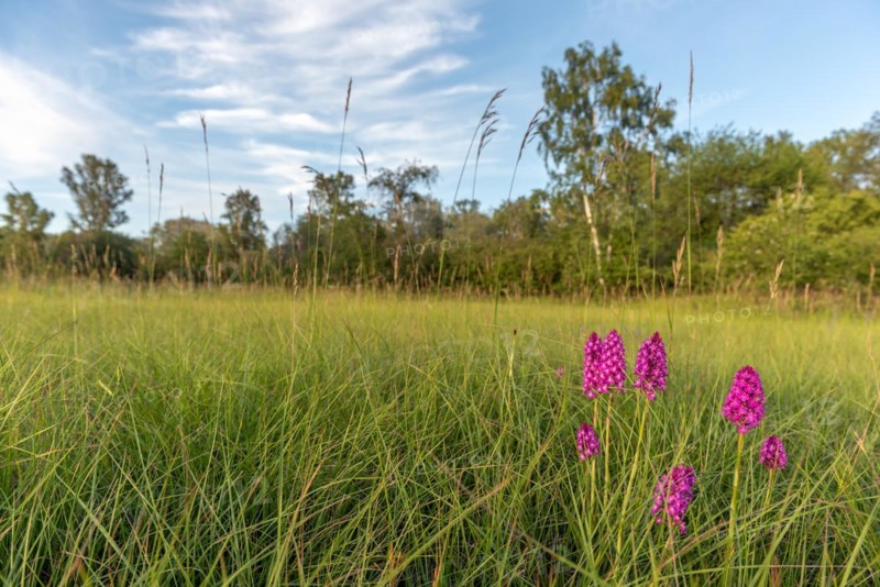 Pyramidal orchid in a meadow in spring. Alsace, France, Europe