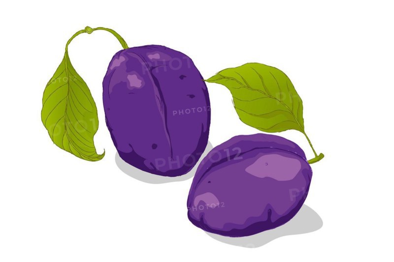 Purple plums and leafs hand drawn vector over white background