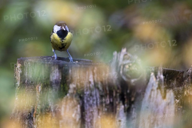 Great tit