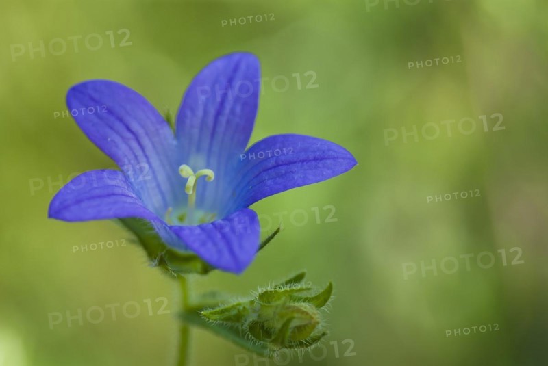 Spreading bellflower