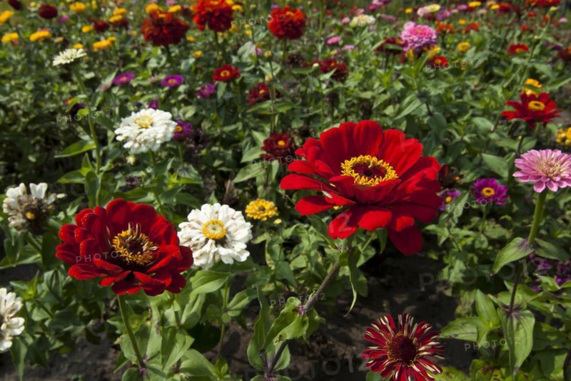 Zinnia