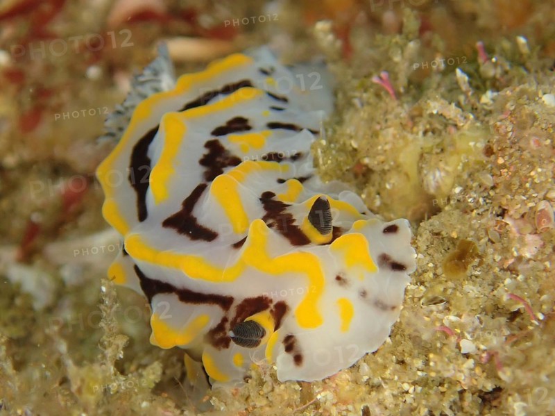 Bicoloured halgerda