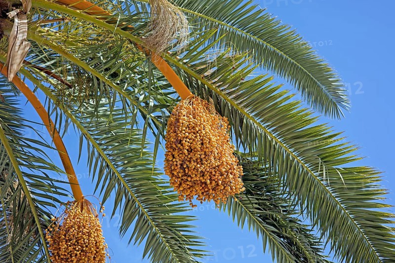 Fruiting of a date