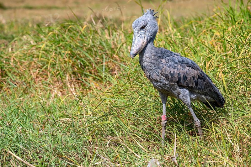 Shoebill