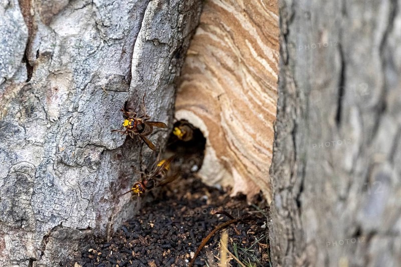 European hornet