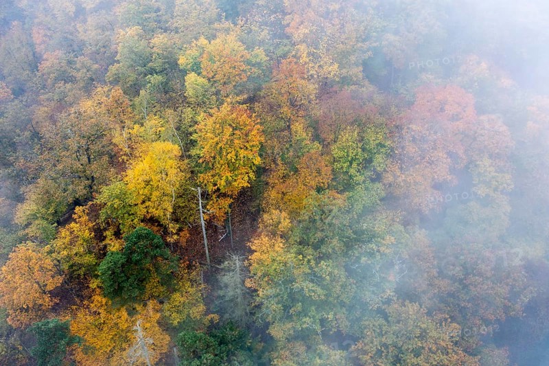 Foggy atmosphere, autumnal forest, aerial view, Thayatal, Hardegg, Lower Austria, Austria, Europe