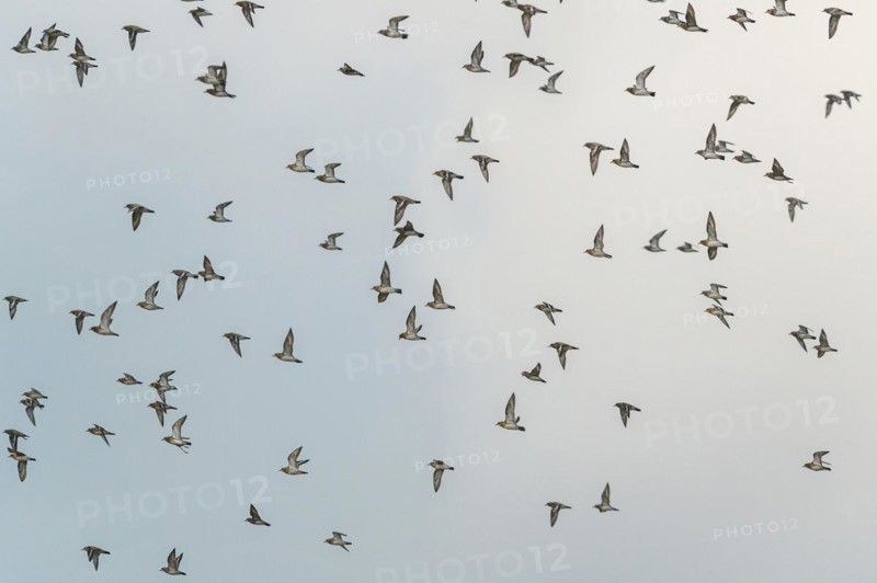 Grey Plover