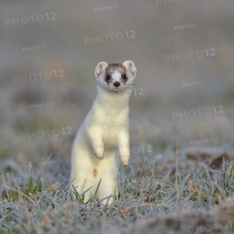Stoat