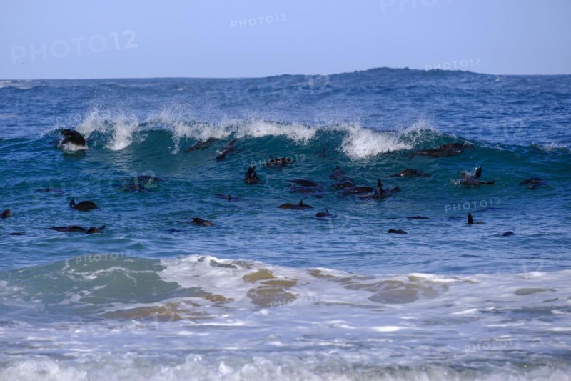 Seals in the water, seal colony, Robberg Island, Robberg Peninsula, Robberg Nature Reserve, Plettenberg Bay, Garden Route, Western Cape, South Africa, Africa
