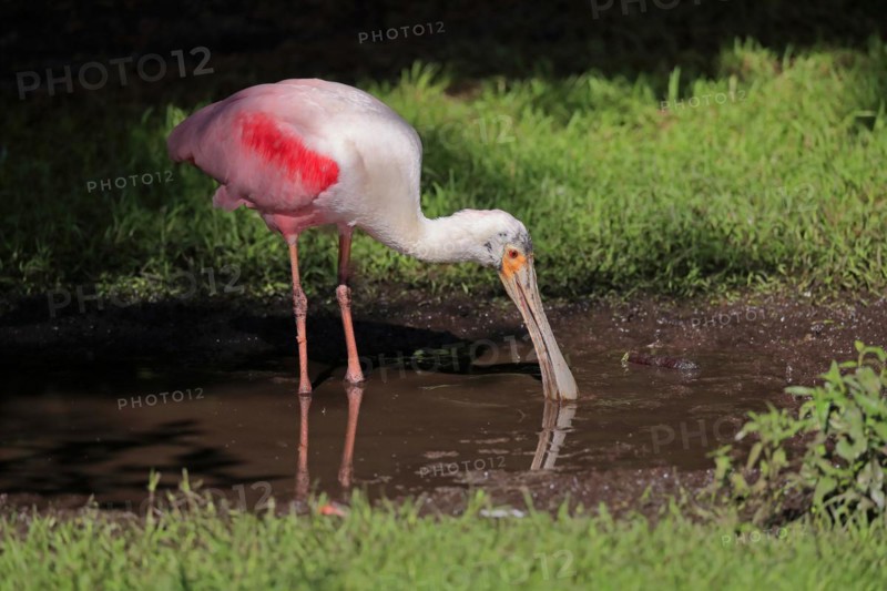 Roseate spoonbill