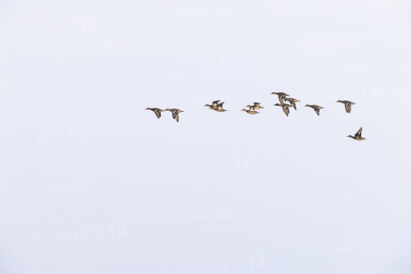 Eurasian teal