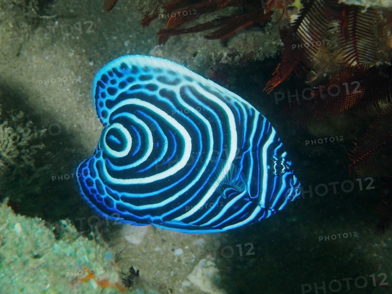 Juvenile Emperor Angelfish