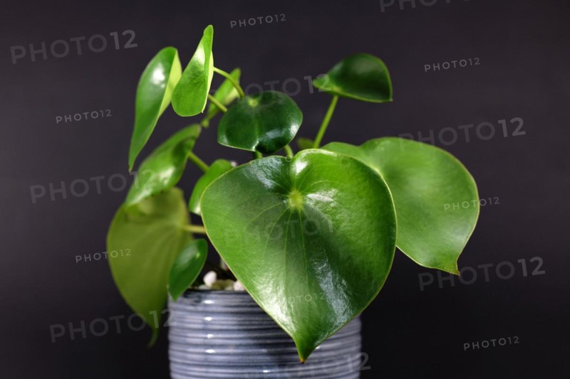 Tropical Peperomia Polybotrya Radiator Plant house plant with thick heart-shaped leaves in gray flower pot on dark black background