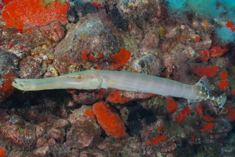 Atlantic cornetfish
