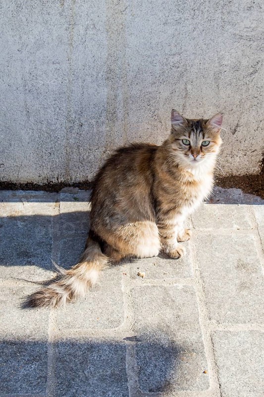 Stray cat seen in the street of the city