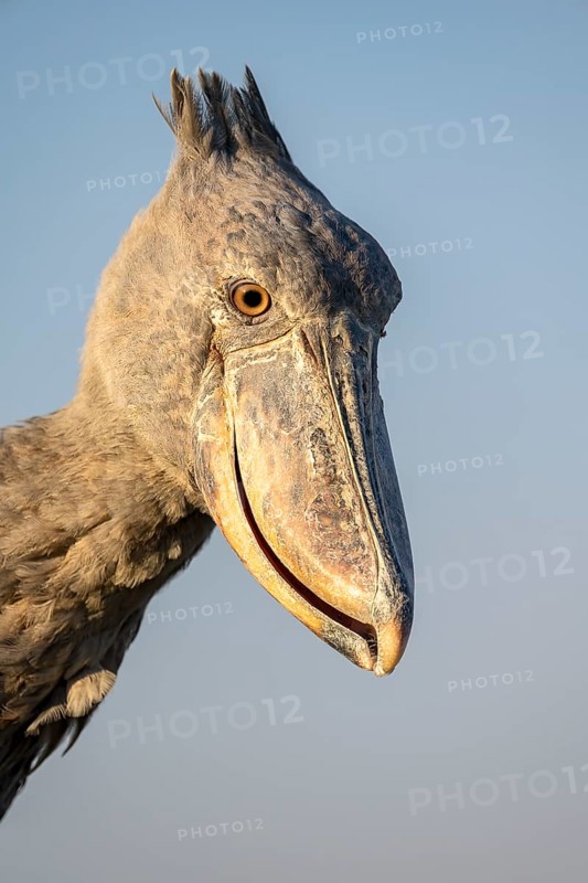 Shoebill