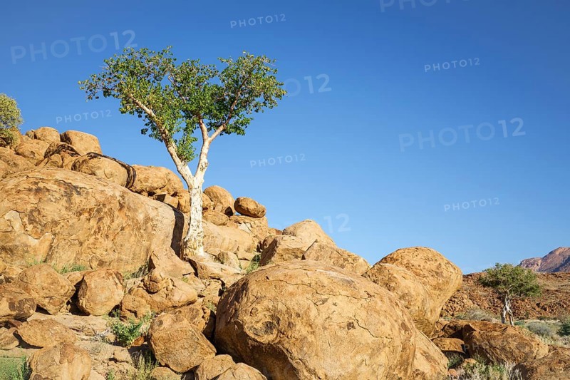 Green shepherds tree grows between orange rocks and boulders. The rocks glow beautifully in the later afternoon sun. Damaraland, Namibia, Africa