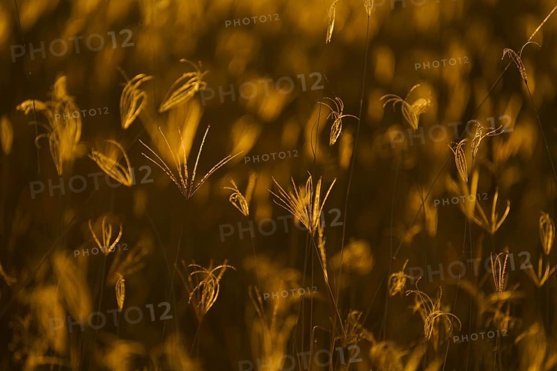 Close-up of grass blades of the field backlit with the golden light of the African sunset. Hwange National Park, Zimbabwe, Africa