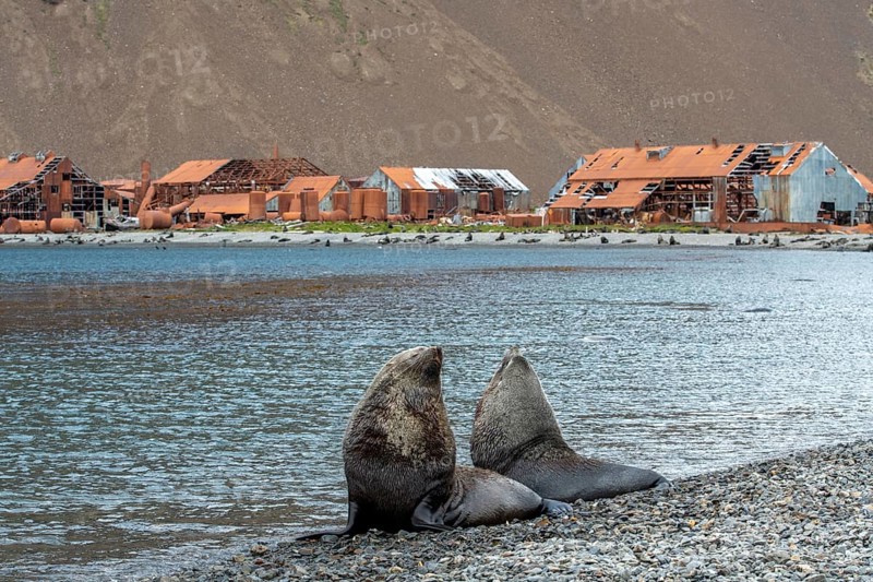 Sea Bears off South Georgia Whaling Station Stromness Bay