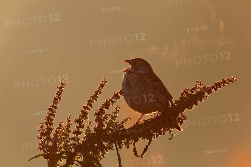 Corn Bunting