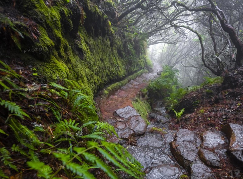 Mystic forest with mist, Vereda Francisco Achadinha hiking trail, Rabacal, Madeira, Portugal, Europe