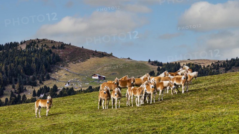 Haflinger horses