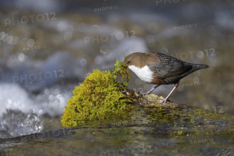 White-throated Dipper
