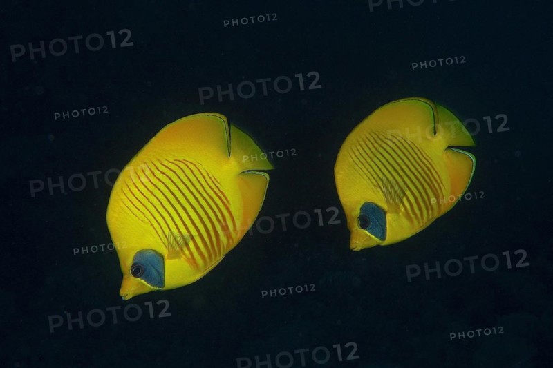 Pair of bluecheek butterflyfish