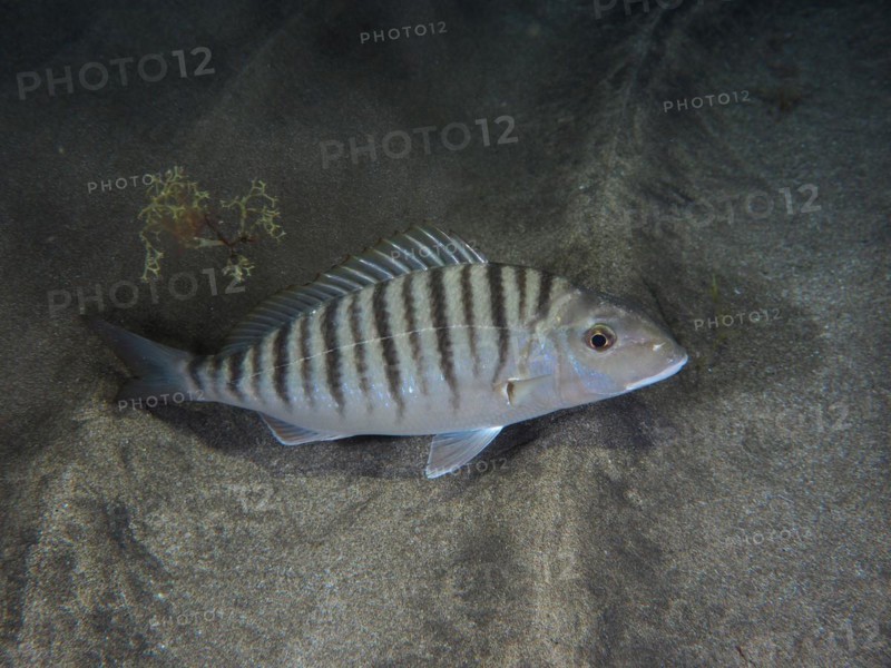 Sand steenbras