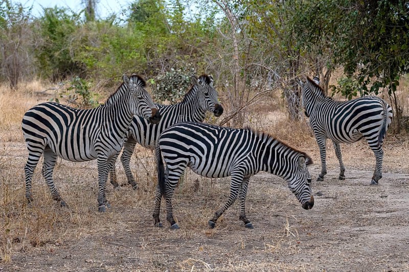 Plains Zebra of the subspecies crawshay's zebra