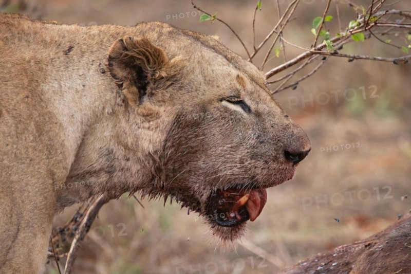 A lion eats a previously hunted water buffalo in the savannah. Beautiful detailed image of a female lion in Tsavo East National Park, Kenya, East Africa, Africa
