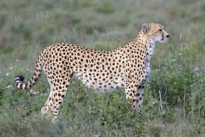 Cheetah
