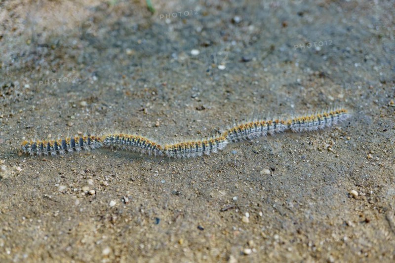Group of processionary caterpillars in a row dangerous pest for animals and plants