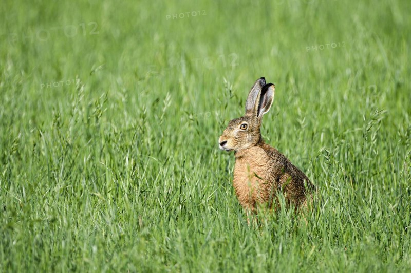 European brown hare