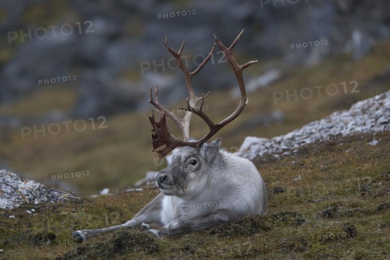 Svalbard reindeer