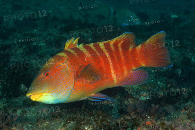 Colourful Natal tooth wrasse
