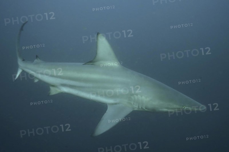 Blacktip shark
