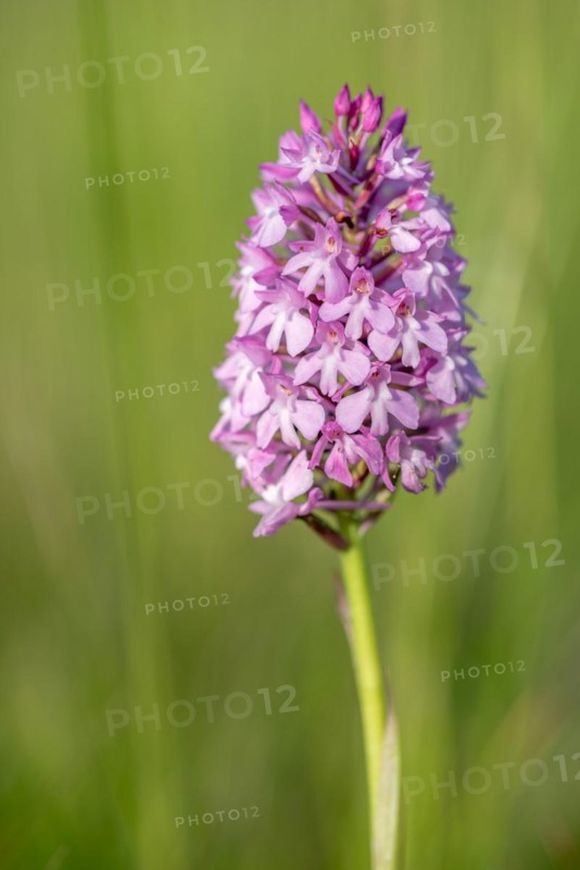 Pyramidal orchid in a meadow in spring. Alsace, France, Europe