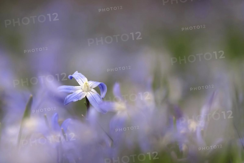 Squill