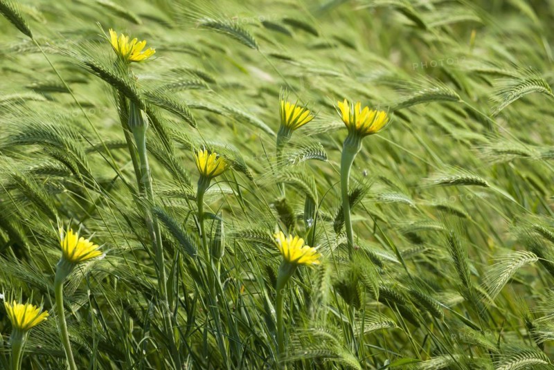 Meadow salsify