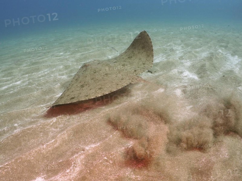 Butterfly ray