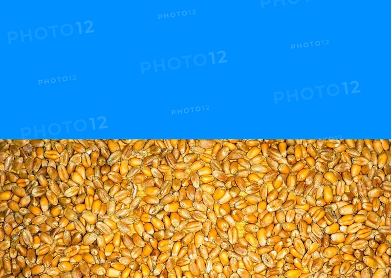 Symbolic photo, in colours of the Ukrainian national flag, the yellow consists of wheat